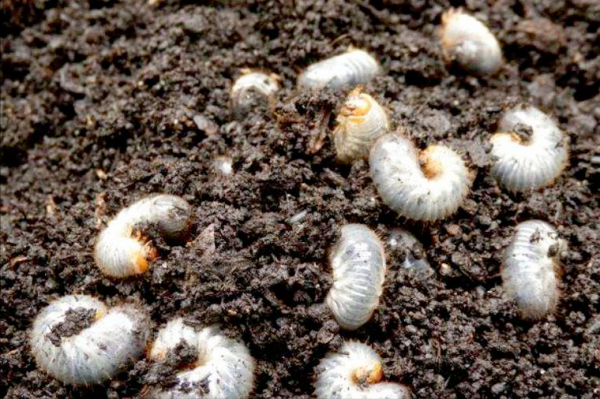 我是土蠶，你知道我最喜歡什麼嗎？我最怕這些東西，請你保護好我