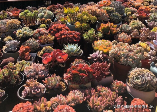 養肉養貓兩難全,為了不讓貓刨自己的多肉,大家都用了哪些辦法? 養肉養貓兩難全,為了不讓貓刨自己的多肉,大家都用了哪些辦法?