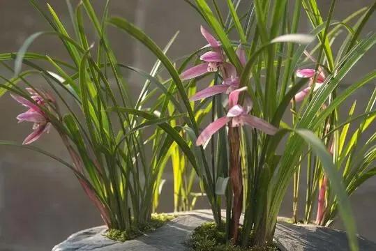 養活一叢蘭花容易,養好葉片難!蘭花怎麼養葉和護根? 養活一叢蘭花容易,養好葉片難!蘭花怎麼養葉和護根?