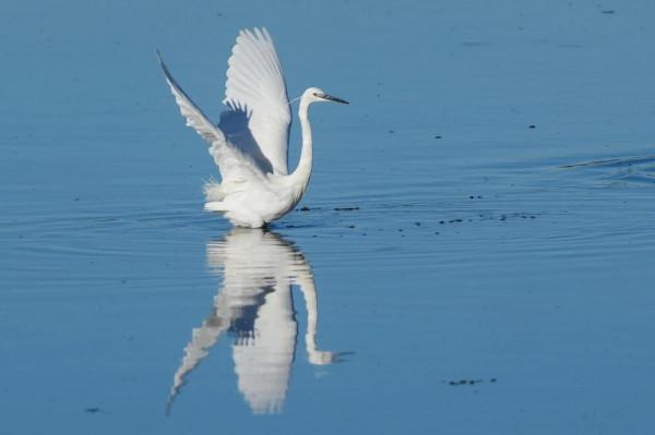 照片故事～今日小白鷺