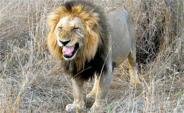 非洲幼獅冥河姐弟，相依為命四處流浪，失去姐姐後變成嗜血魔鬼