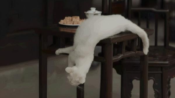 於正劇組為拍戲虐殺白貓?網友群情激奮:已經不是第一次了 於正劇組為拍戲虐殺白貓?網友群情激奮:已經不是第一次了