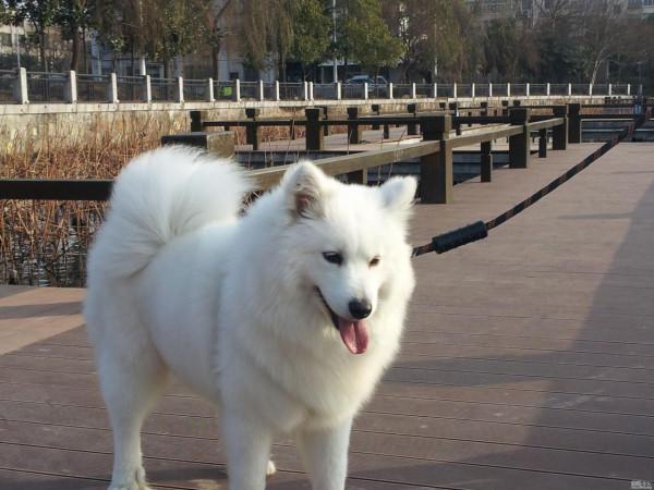 冬天來了,家裡養這幾種狗的要看緊了,別被壞人偷走了 冬天來了,家裡養這幾種狗的要看緊了,別被壞人偷走了