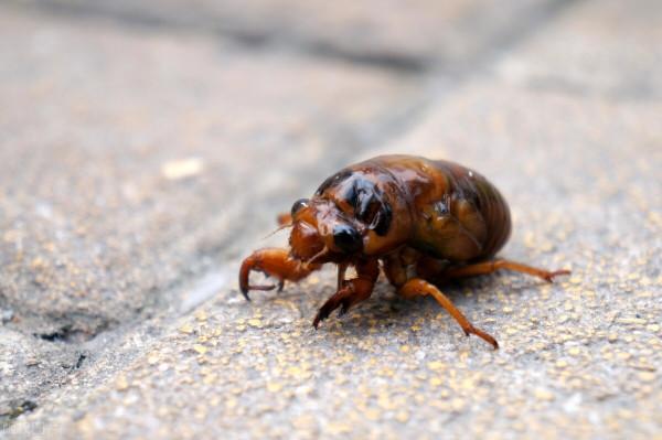 天黑後去抓知了猴,油炸金蟬,香酥美味 天黑後去抓知了猴,油炸金蟬,香酥美味