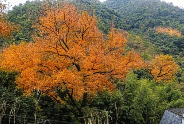 楓葉紅、銀杏黃……這個季節的瑞安，美得藏不住了