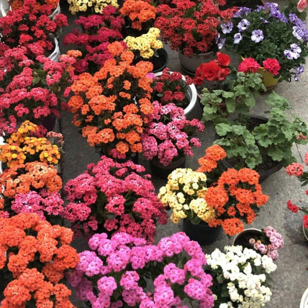 13種“懶人花”,客廳養一盆,輕鬆又吉利,四季輪流開 13種“懶人花”,客廳養一盆,輕鬆又吉利,四季輪流開