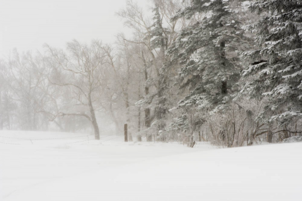 你看不懂的《林海雪原》 你看不懂的《林海雪原》