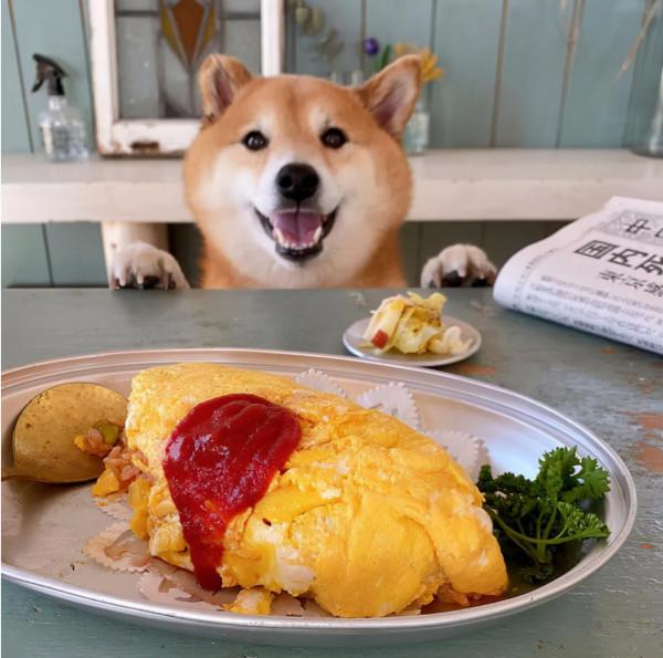 看完這位日本網友的萌寵曬照:一人一柴三餐四季,被生活治癒了 看完這位日本網友的萌寵曬照:一人一柴三餐四季,被生活治癒了