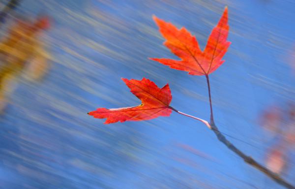 「新詩採擷」蘇然 | 這秋日多麼美好（組詩）