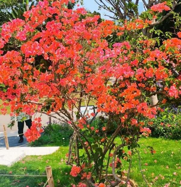 觀賞精品杜鵑 觀賞精品杜鵑