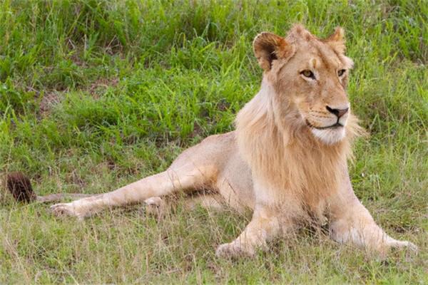 非洲幼獅冥河姐弟，相依為命四處流浪，失去姐姐後變成嗜血魔鬼