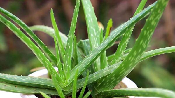 中藥｜治便秘，通腸道