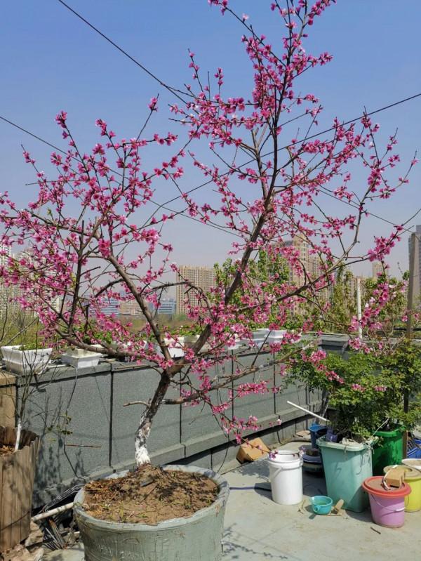 難忘的2021年樓頂菜園(上) 難忘的2021年樓頂菜園(上)