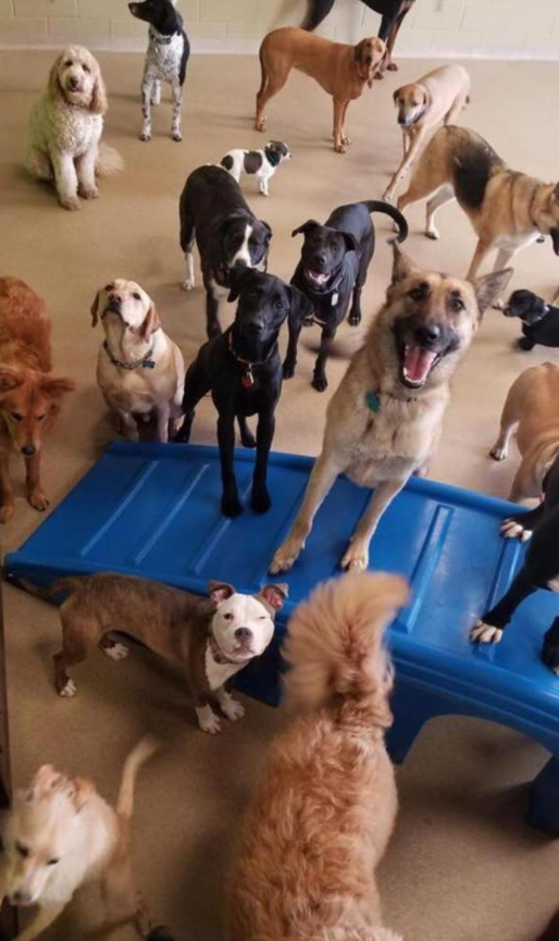 將狗子送去託管班，卻總是收到老師的批評：這哪裡是來上課的？