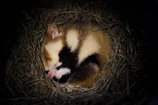 冬眠：一夢生死間？動物的終極生存奧義，冬眠和睡覺有何本質區別