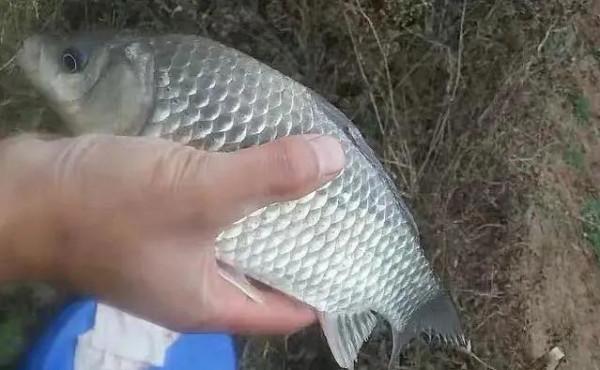 為啥天越冷越上魚?立冬後三大垂釣技巧,上魚又快又狠 為啥天越冷越上魚?立冬後三大垂釣技巧,上魚又快又狠