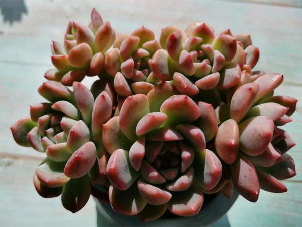 六種淺粉色多肉,像一場場溫柔的夢,讓人沉醉其中,不願醒來 六種淺粉色多肉,像一場場溫柔的夢,讓人沉醉其中,不願醒來