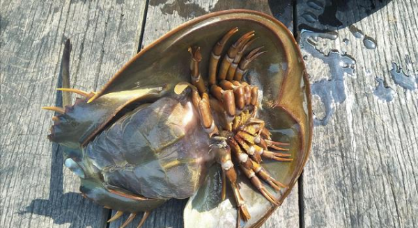 一升鱟血十萬元！新冠疫苗上市離不了它，為何鱟卻被越吃越少？