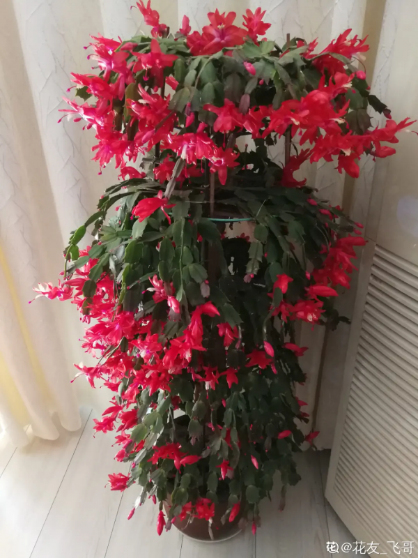 蟹爪蘭、長壽花僵苗,必須掐幾下,重新換盆養 蟹爪蘭、長壽花僵苗,必須掐幾下,重新換盆養