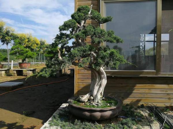 泰山松柏盆景 泰山松柏盆景