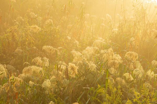 深秋,鄉村晨霧 深秋,鄉村晨霧