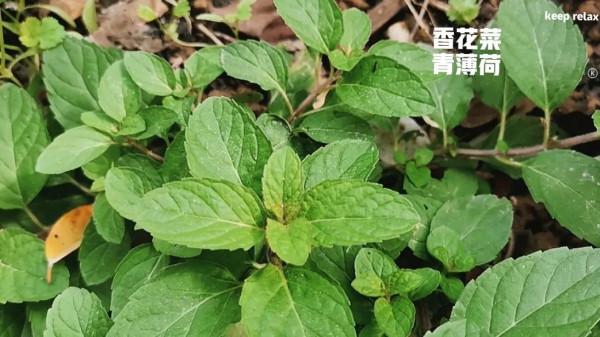 當你發現你種的菜是味藥材，還會繼續食用嗎？