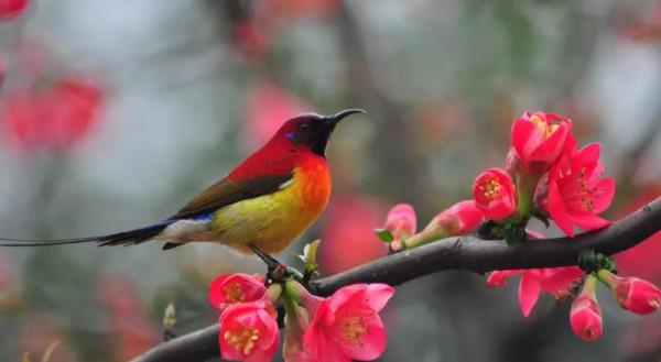 ＂東方的蜂鳥＂一一藍喉太陽鳥