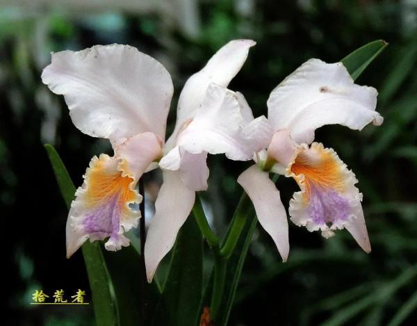 卡特蘭，雍容華麗，嬌豔多姿。譽稱&OpenCurlyDoubleQuote;洋蘭之王&rdquo;