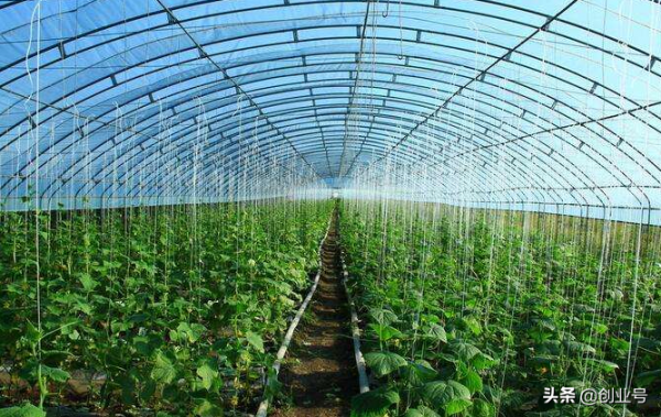 創業小專案投資小見效快，適合農村的創業好專案