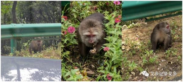 快樂遊釣遇見野猴,一路上意外多多,驚喜不斷 快樂遊釣遇見野猴,一路上意外多多,驚喜不斷