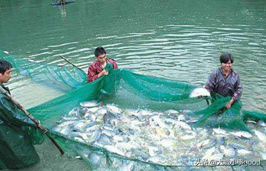 池塘養魚技巧？