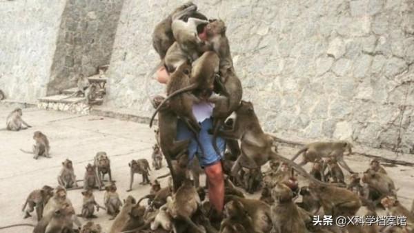 偷錢、殺人、綁架,印度猴子無惡不作,老百姓們為何拿它們沒辦法 偷錢、殺人、綁架,印度猴子無惡不作,老百姓們為何拿它們沒辦法