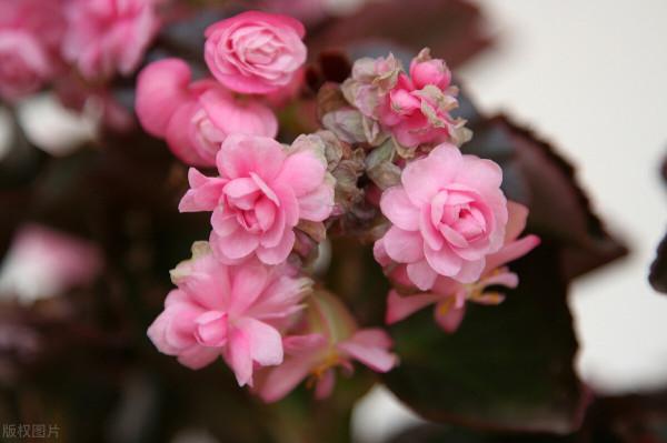 10種在冬季裡常見的耐寒花卉 10種在冬季裡常見的耐寒花卉