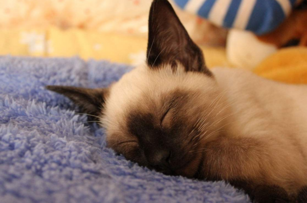 2021年,最熱門的10種貓,你養了哪一隻? 2021年,最熱門的10種貓,你養了哪一隻?