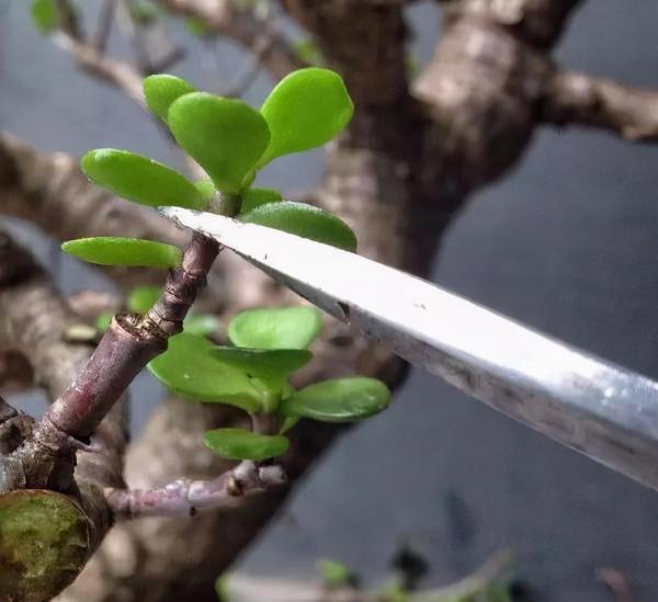 這2種樹最“耐養”,每天剪1刀,土裡喂點料,蹭蹭長成小盆景 這2種樹最“耐養”,每天剪1刀,土裡喂點料,蹭蹭長成小盆景