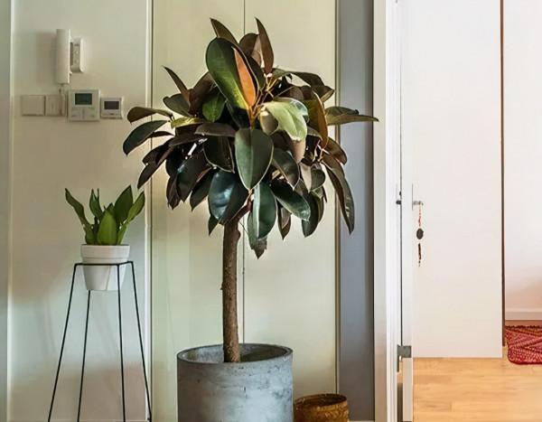 客廳想養“健康花”,建議從這12種裡面選,不僅養人,還大氣吉祥 客廳想養“健康花”,建議從這12種裡面選,不僅養人,還大氣吉祥