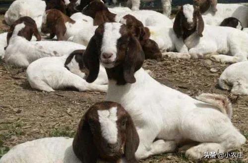 養羊八禁忌，您瞭解多少？避開這些坑，提升養羊成功率