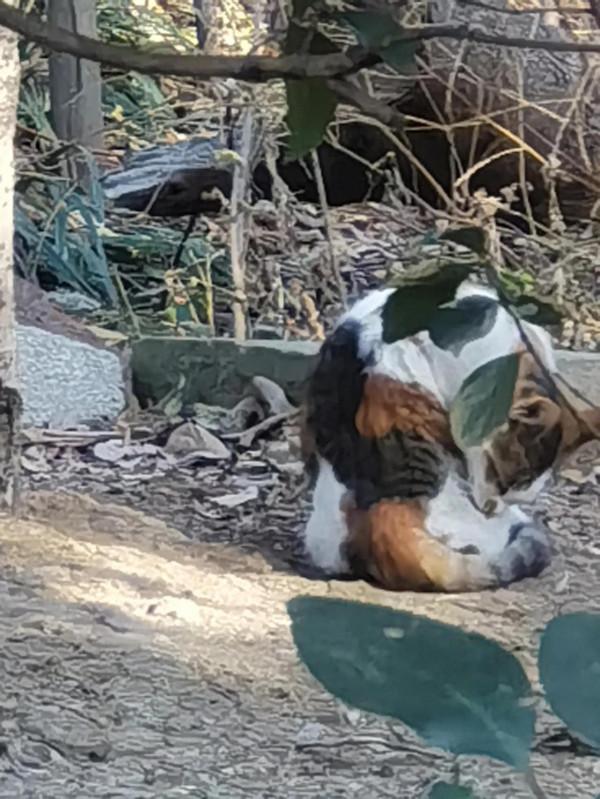 張公山公園的貓