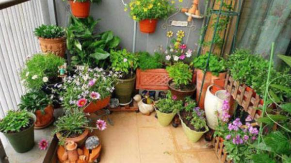 養花新手澆水,6種屬於“奪命水”,別再給花澆了 養花新手澆水,6種屬於“奪命水”,別再給花澆了