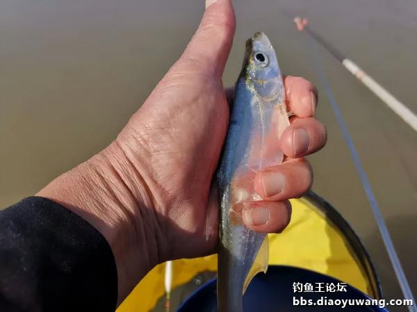 轉戰兩地，終獲一碗鮮