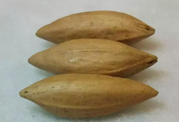 最珍貴的橄欖核 最珍貴的橄欖核