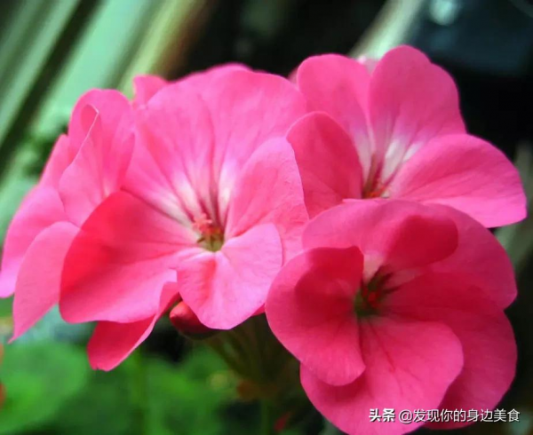 傲霜菊花奪人眼