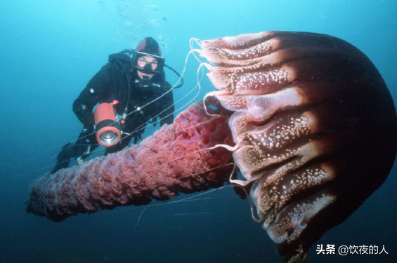 世界上最大的水母——北極霞水母