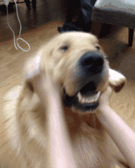 “粘人指數”五顆星的幾種狗狗,堪稱跟屁蟲 “粘人指數”五顆星的幾種狗狗,堪稱跟屁蟲