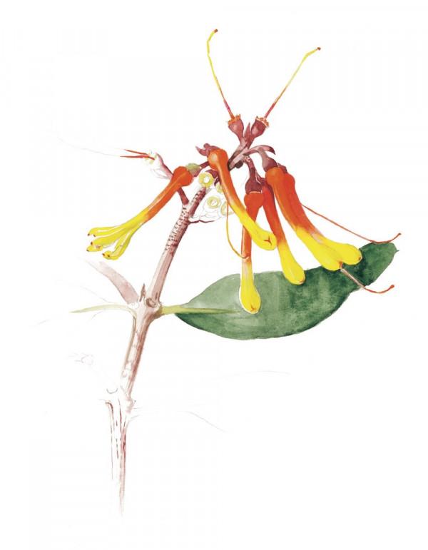 阿納維利亞納斯群島上的“森林之花”