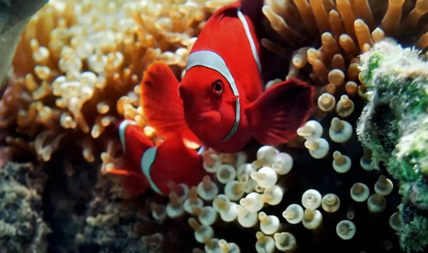仙本那,與鯨鯊共舞,住水上木屋 仙本那,與鯨鯊共舞,住水上木屋