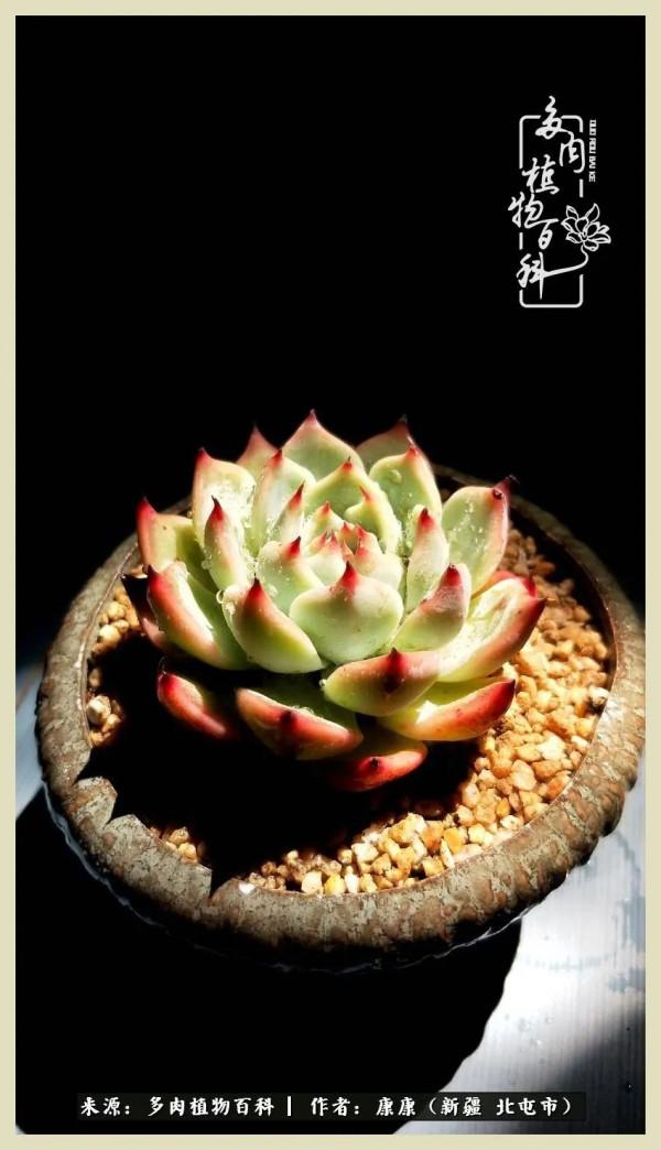 遠處都是風景，近處全是人生，眼前卻是多肉