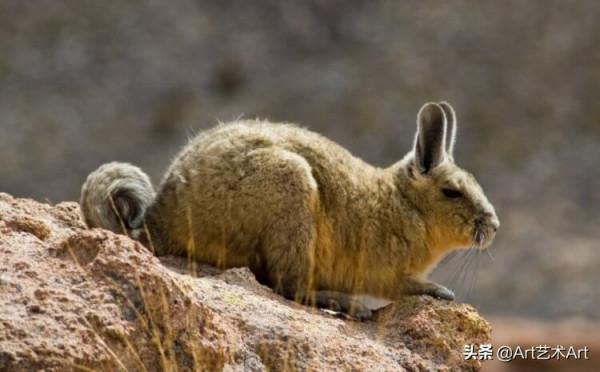 安第斯貓與獵物