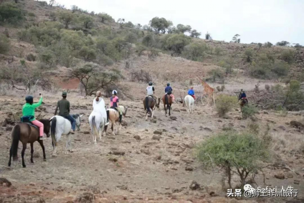 什麼是“Safari”? 什麼是“Safari”?
