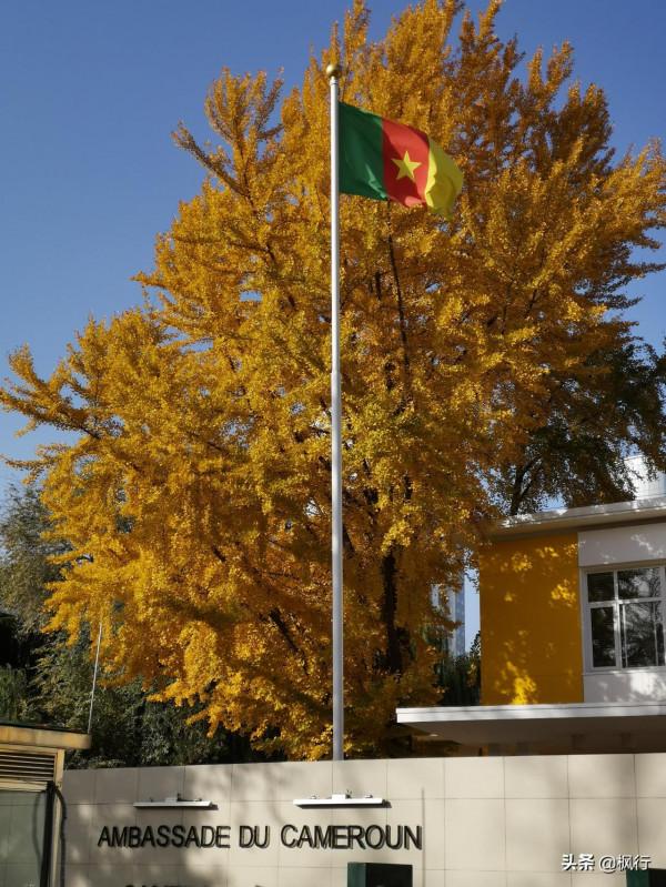 再有半個月，北京將迎來最美的季節，12個銀杏寶藏地，附機位攻略